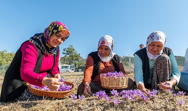 baskan ozyigit turkiyenin en cok safran ureten ilcelerinden biri olabiliriz eLY4gHQv