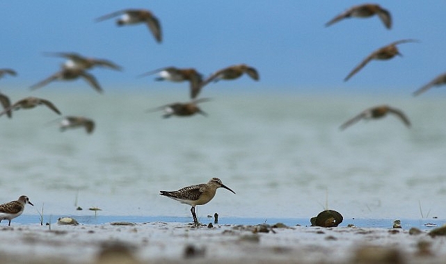 dunya doga koruma birligi iucn 16 kus turunun durumunun kotuye gittigini acikladi bunlardan 5i VvStzZXi