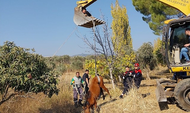 kemalpasa ulucak mahallesinde su kuyusuna dusen yilki ati ekiplerin yogun calismalari sonucu kurtarildi 9BctSTP9