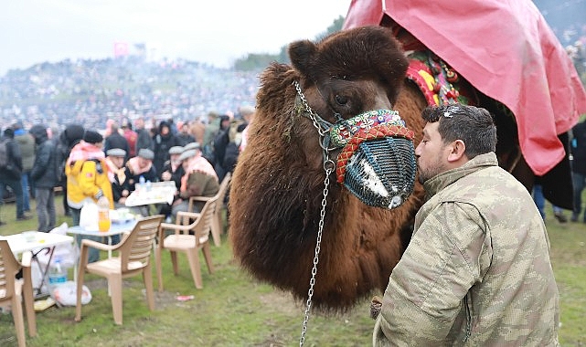 43 uluslararasi efes selcuk deve guresleri festivali heyecani basliyor B2DkQSv6