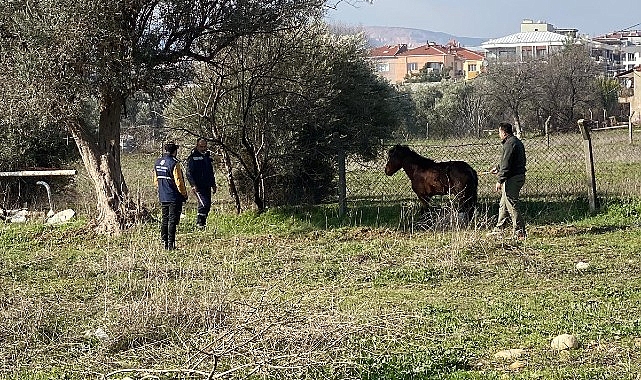 kemalpasada vatandaslar tarafindan yarali halde bulunan yilki ati tedavi edilerek dogal yasama salindi mEAfMGLL