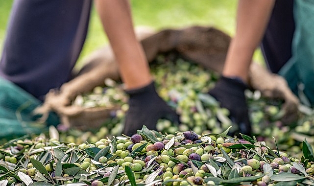 zeytin ve zeytinyagi sektorunde verimlilik artiracak avrupa birligi projesi 43OW8ICi